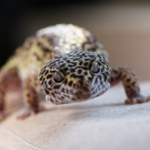 What To Do If Your Leopard Gecko Stops Eating?