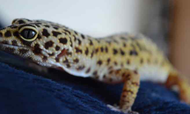 What Do Leopard Geckos Do At Night